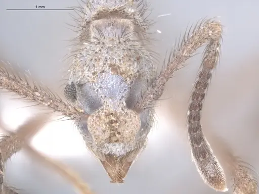 Apterostigma chocoense - ECOFOG-IT14-0297-104