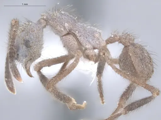 Apterostigma chocoense - ECOFOG-IT14-0297-104