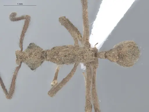 Apterostigma chocoense - ECOFOG-SL13-1202-14