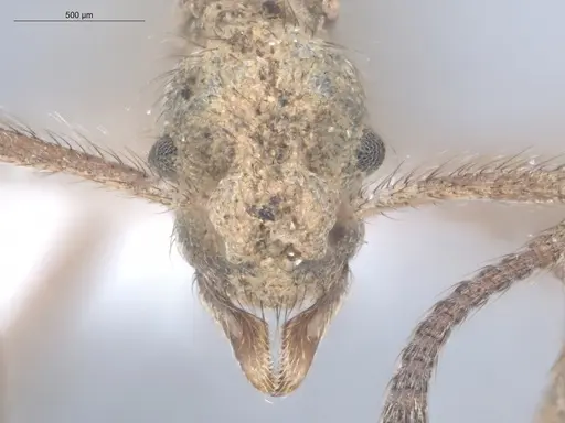 Apterostigma chocoense - ECOFOG-SL13-1202-14