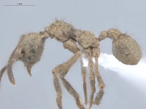 Apterostigma chocoense - ECOFOG-SL13-1202-14