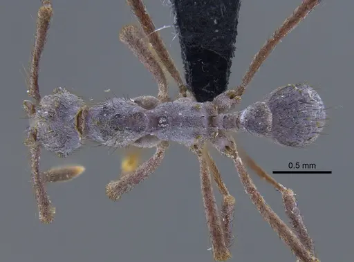 Apterostigma chocoense - IAVH-E-263191