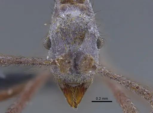 Apterostigma chocoense - IAVH-E-263191