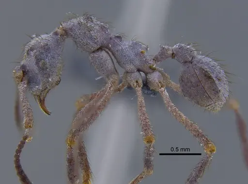 Apterostigma chocoense - IAVH-E-263191