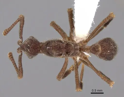 Apterostigma chocoense - INBIOCRI001281475