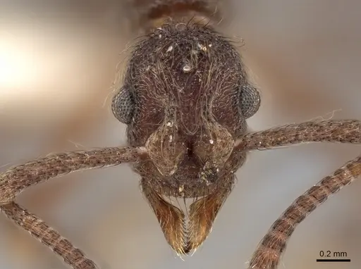 Apterostigma chocoense - INBIOCRI001281475