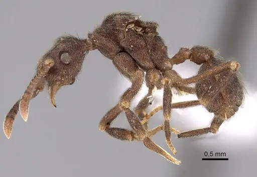 Apterostigma chocoense - INBIOCRI001281475