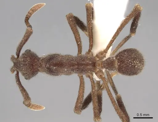 Apterostigma chocoense - INBIOCRI001281479