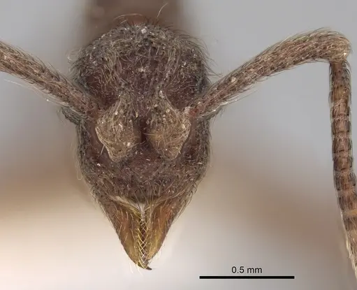 Apterostigma chocoense - INBIOCRI001281479