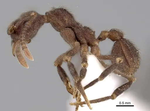 Apterostigma chocoense - INBIOCRI001281479