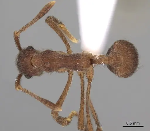 Apterostigma collare specimen