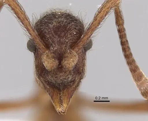 Apterostigma collare specimen