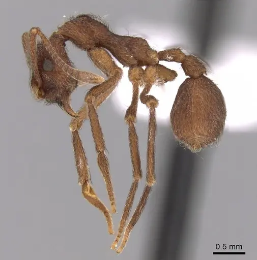 Apterostigma collare specimen