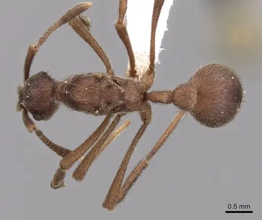 Apterostigma collare - CASENT0612213