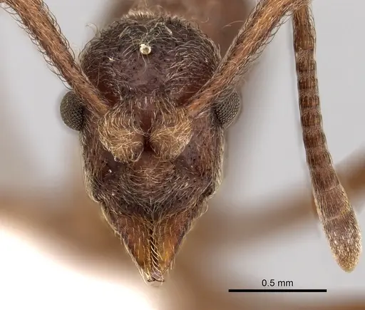 Apterostigma collare - CASENT0612213