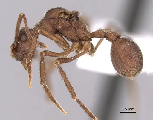 Apterostigma collare - CASENT0612213