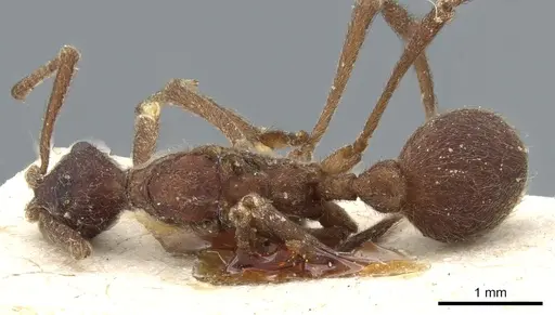 Apterostigma collare - CASENT0904978