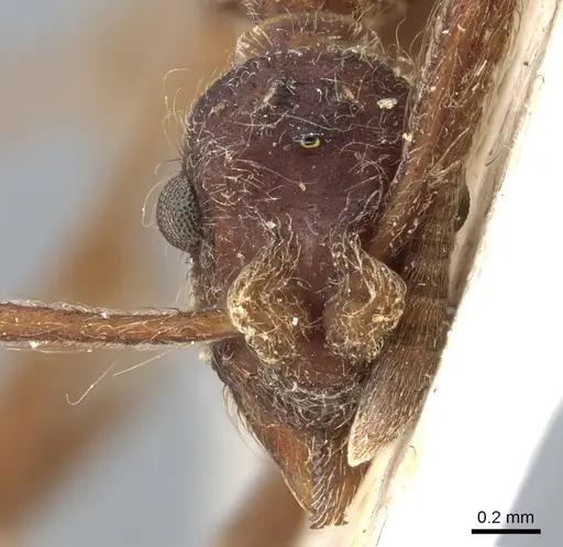 Apterostigma collare - CASENT0904978