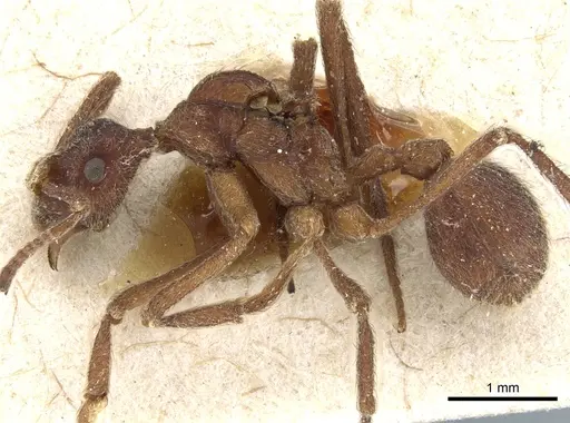 Apterostigma collare - CASENT0904978