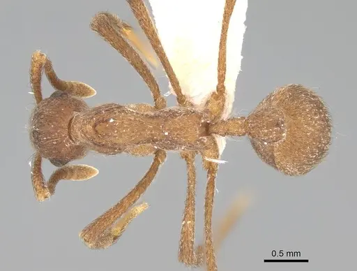 Apterostigma collare - CASENT0922041