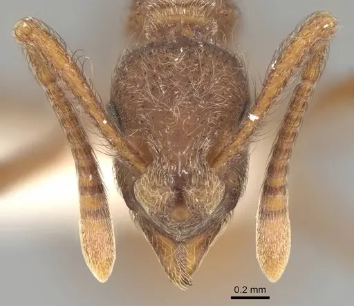 Apterostigma collare - CASENT0922041