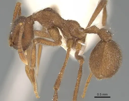 Apterostigma collare - CASENT0922041