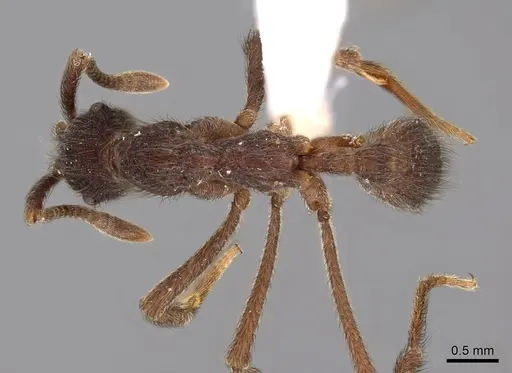 Apterostigma dentigerum specimen