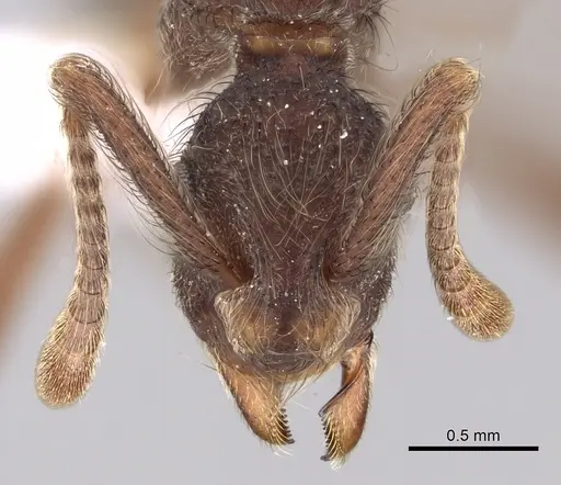 Apterostigma dentigerum specimen