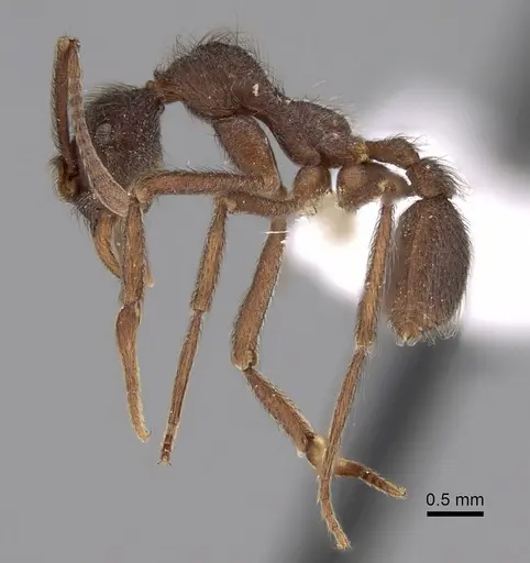 Apterostigma dentigerum specimen