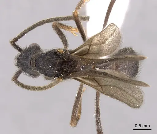 Apterostigma dentigerum - CASENT0612215