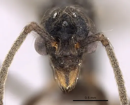 Apterostigma dentigerum - CASENT0612215