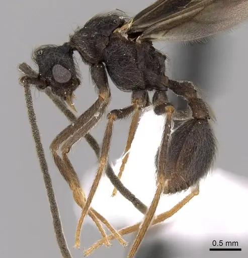 Apterostigma dentigerum - CASENT0612215