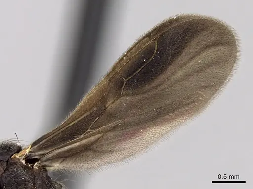 Apterostigma dentigerum - CASENT0612215