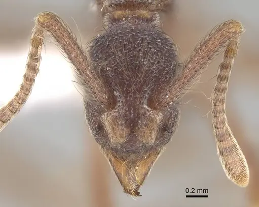 Apterostigma dentigerum - CASENT0922039