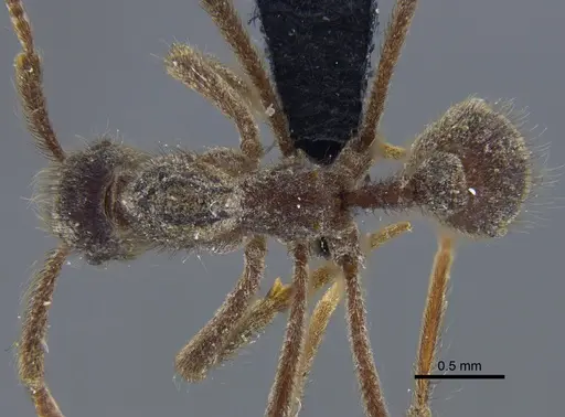 Apterostigma dentigerum - CBUMAGENT41897