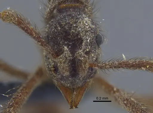 Apterostigma dentigerum - CBUMAGENT41897