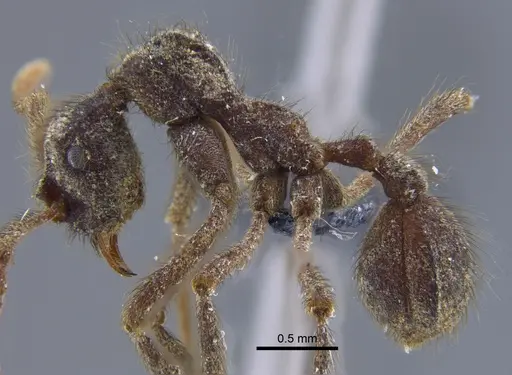 Apterostigma dentigerum - CBUMAGENT41897