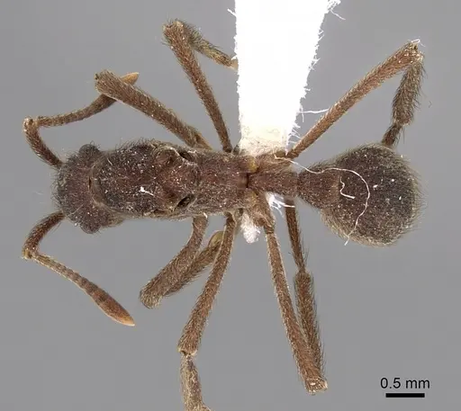 Apterostigma dentigerum - JTLC000004482