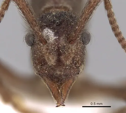 Apterostigma dentigerum - JTLC000004482