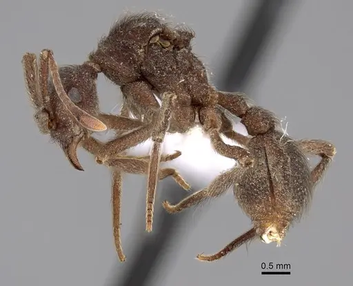 Apterostigma dentigerum - JTLC000004482