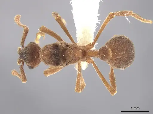 Apterostigma goniodes specimen