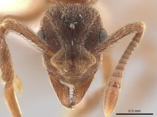 Apterostigma goniodes specimen