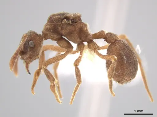 Apterostigma goniodes specimen