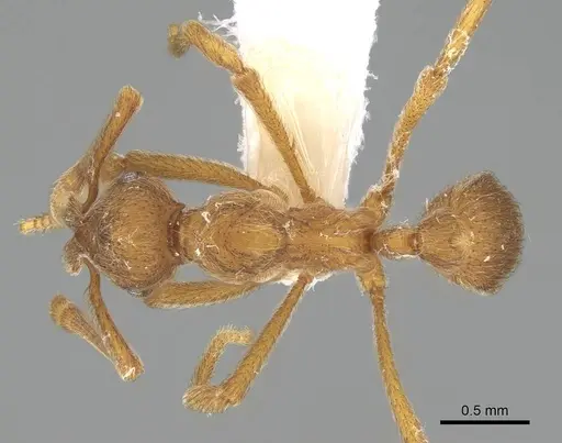 Apterostigma goniodes - CASENT0922040