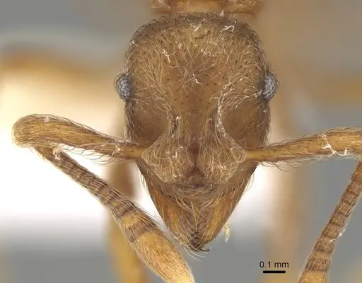 Apterostigma goniodes - CASENT0922040