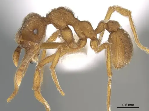 Apterostigma goniodes - CASENT0922040