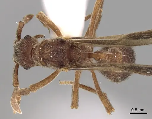 Apterostigma goniodes - INB0003205038