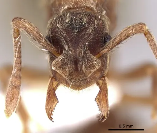 Apterostigma goniodes - INB0003205038