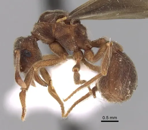 Apterostigma goniodes - INB0003205038