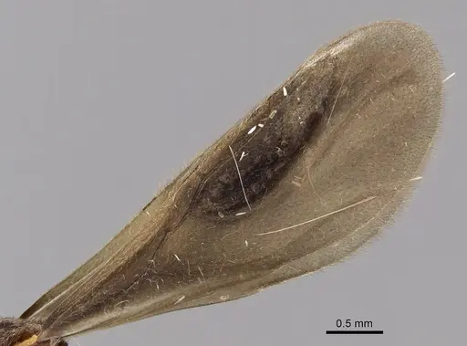 Apterostigma goniodes - INB0003205038